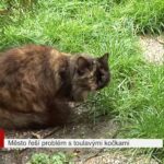 Město řeší problém s toulavými kočkami